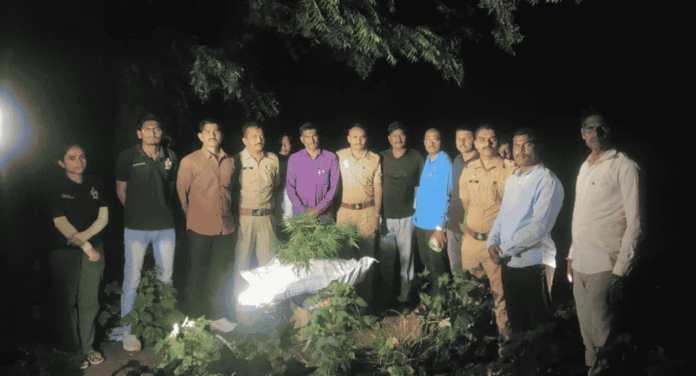 गेवराईत कापसाच्या शेतात गांजाची शेती गेवराई गांजा शेती